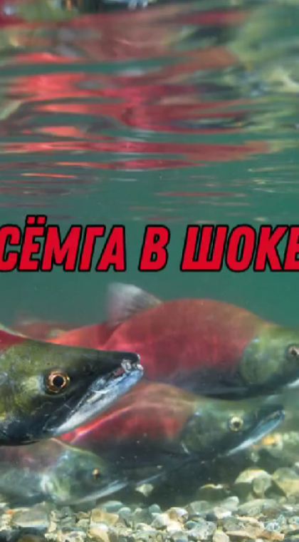 Фейковый Instagram-магазин | 